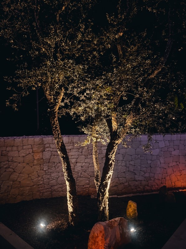 Due ulivi illuminati dal basso davanti al muro in pietra
